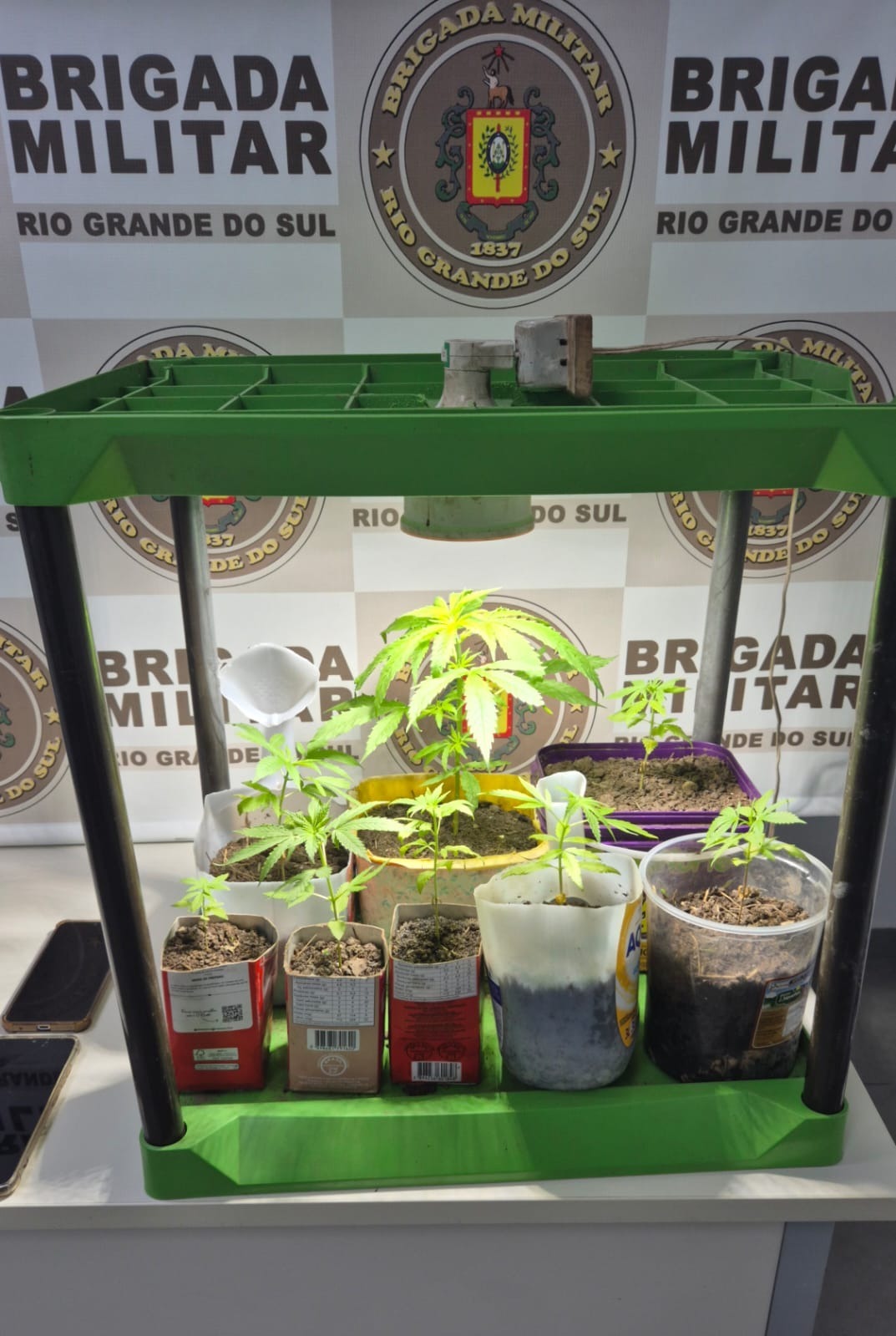 Brigada Militar apreende oito pés de maconha em Santo Antônio da Patrulha